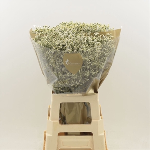 Limonium Sinense China White | Heavy Quality