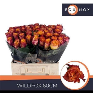 Rosa a grande fleur Wildfox