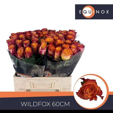 <h4>Rosa a grande fleur Wildfox</h4>