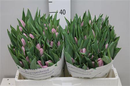 <h4>Tu En Candy Prince</h4>