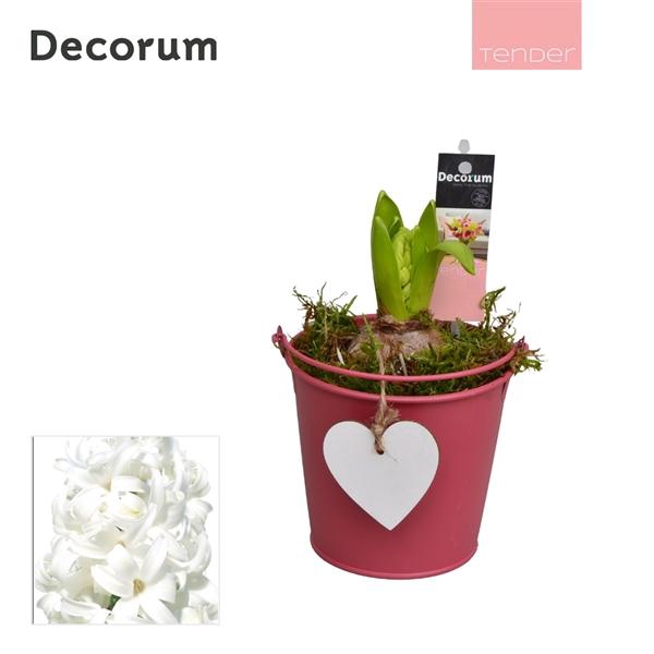 <h4>Arrangementen Hyacinthus 6%</h4>