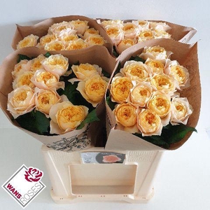 R GR GOLDEN VUVUZELA .