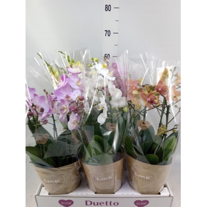Phalaenopsis   ...mix