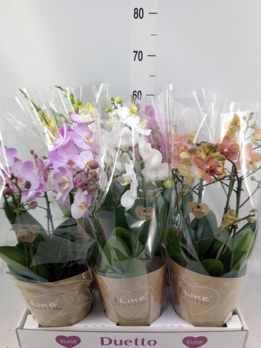 <h4>Phalaenopsis   ...mix</h4>