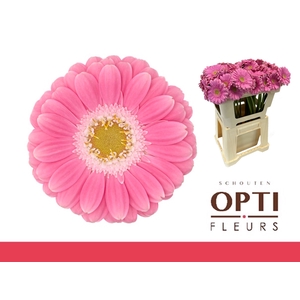 Germini Philou Water