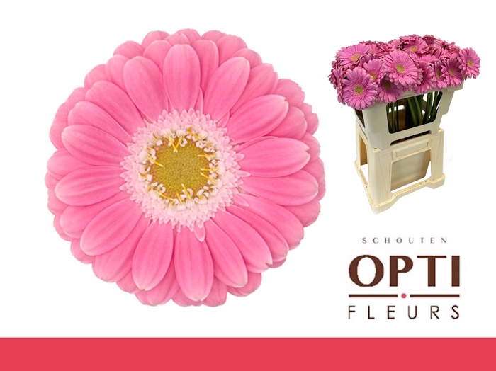 <h4>Germini Philou Water</h4>