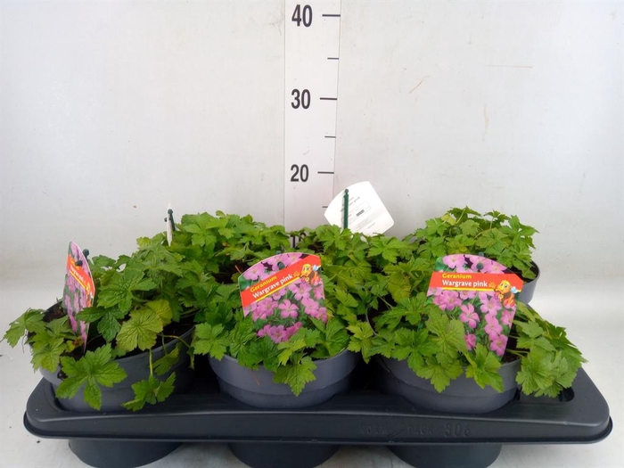 <h4>Geranium versicolor</h4>