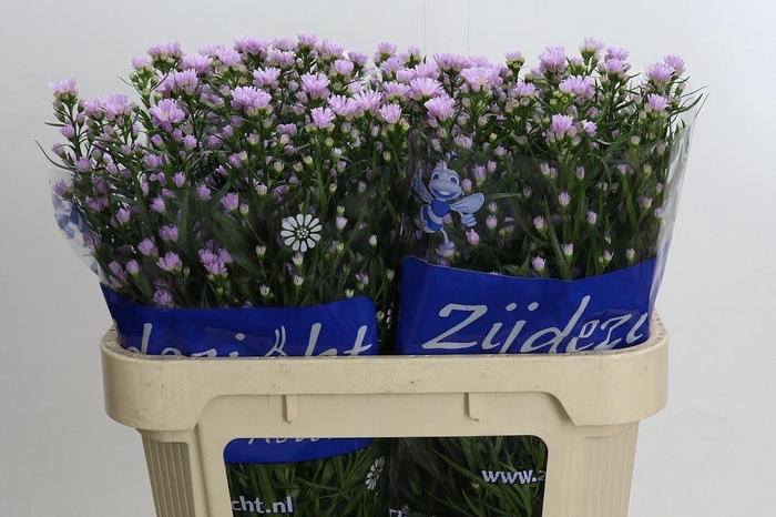 <h4>ASTER CLAUDIA ASTER CLAUDIA,15 GR.</h4>