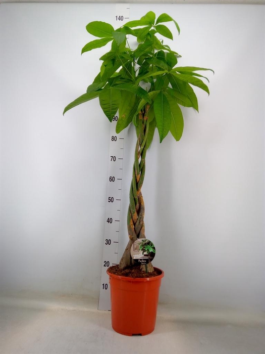 <h4>Pachira aquatica</h4>