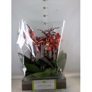 Phalaenopsis   ...orange