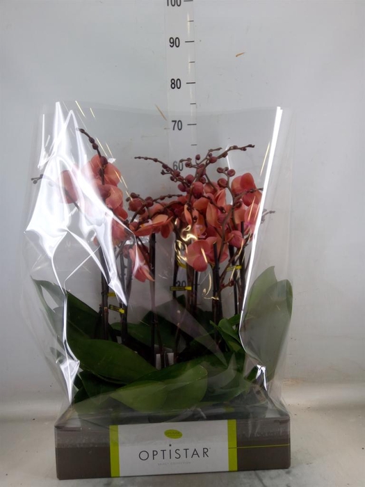 <h4>Phalaenopsis   ...orange</h4>