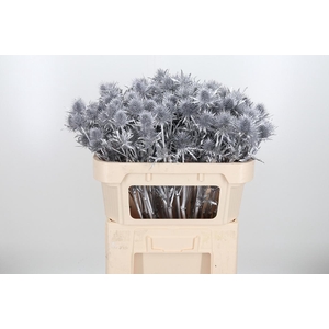 Eryn Supernova Kl Bh Zilver