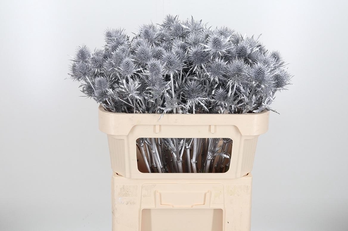 <h4>Eryn Supernova Kl Bh Zilver</h4>