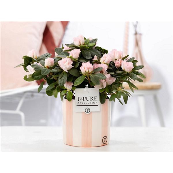 <h4>1st class Azalea pink in P&PURE Eline 2 ceramics pink</h4>