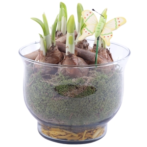 Bulbs Arr. Narcis Glass Tulip Vase Ø16cm