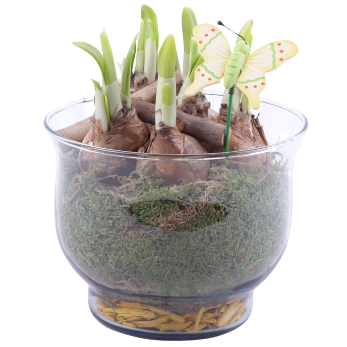 <h4>Bulbs Arr. Narcis Glass Tulip Vase Ø16cm</h4>