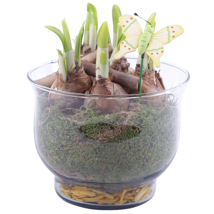 <h4>Bulbs Arr. Narcis Glass Tulip Vase Ø16cm</h4>