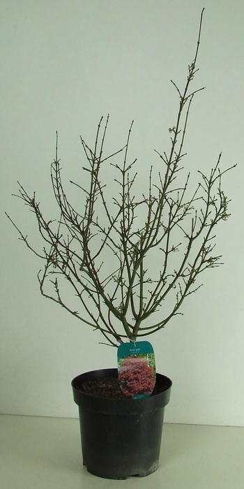 <h4>Acer palmatum 'Shaina' P26</h4>