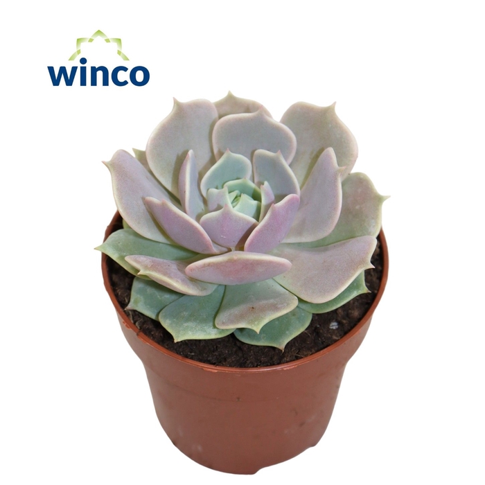 <h4>Echeveria Lola</h4>