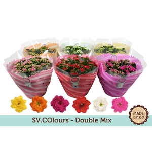 Kalanchoe blos.   ..rosebud mix  5