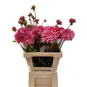 Dahlia Dec Sal Runner