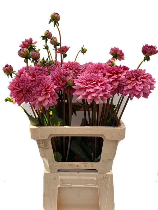 <h4>Dahlia Dec Sal Runner</h4>
