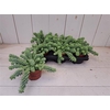 Sedum Burrito