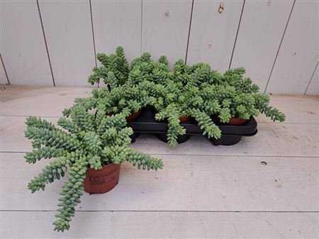 Sedum Burrito