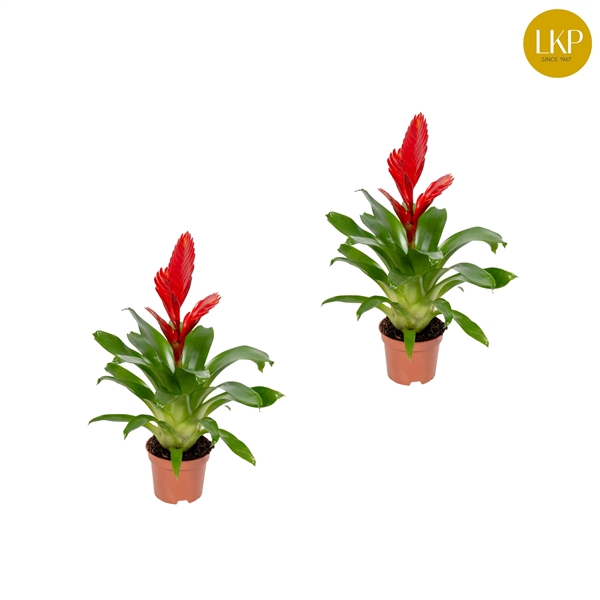 <h4>Vriesea Christiane Rood (Met Hoes)</h4>