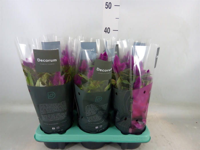<h4>Celosia spic. 'Deep Purple'</h4>