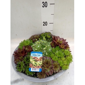 Sempervivum   ...