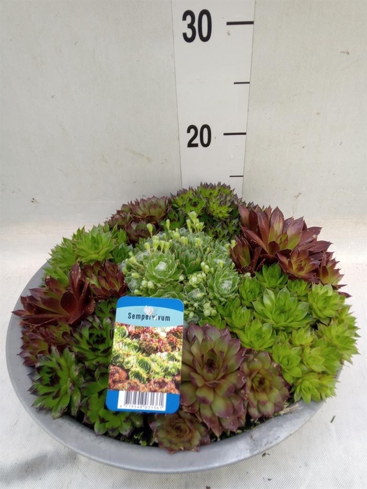 <h4>Sempervivum   ...</h4>