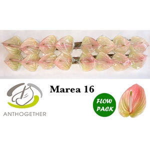 Anth A Marea Flow Pack X16 Bouman