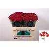 Achillea M Discodip Red