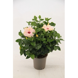 Hibiscus Venetie wit 21 cm (peat free )