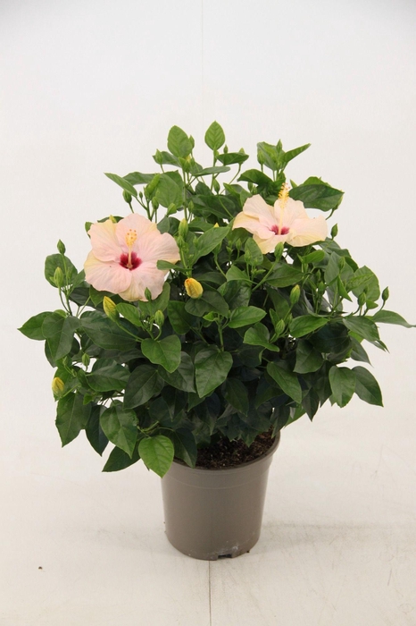 <h4>Hibiscus Venetie wit 21 cm (peat free )</h4>