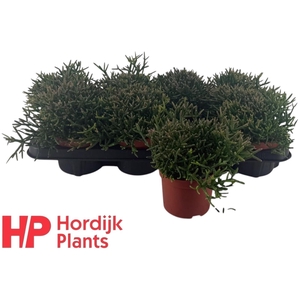 RHIPSALIS BURCHELLII