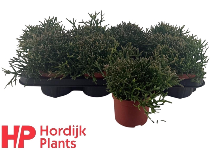 <h4>RHIPSALIS BURCHELLII</h4>