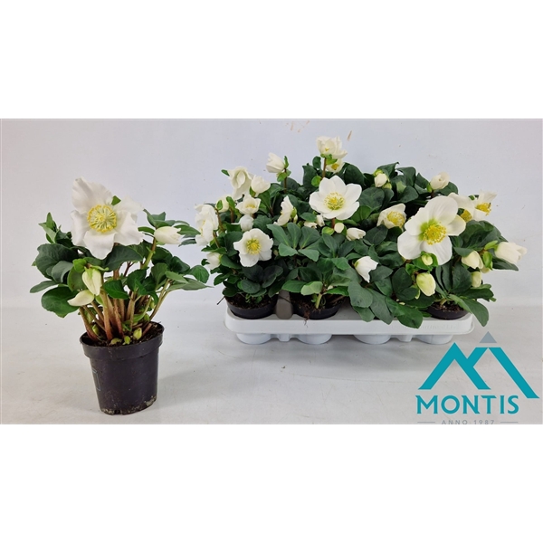 <h4>Helleborus Christmas Carol 9 cm XL</h4>