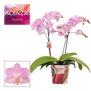 Phalaenopsis multiflora 2 tak Cotton Candy (Scenza)