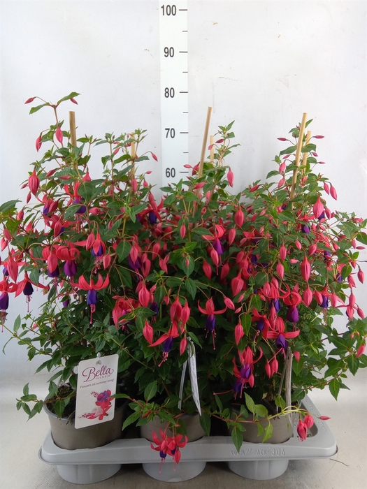 <h4>Fuchsia  'Bella Fuchsia Susanna'</h4>