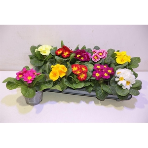 arr8 Prim Ac Paradiso Gem