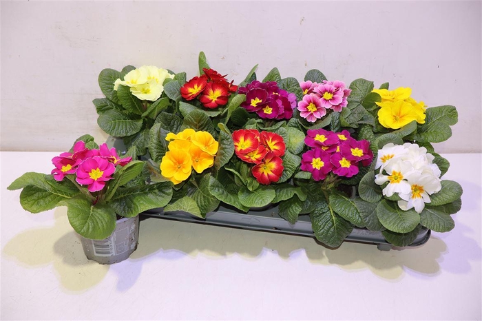 <h4>arr8 Prim Ac Paradiso Gem</h4>