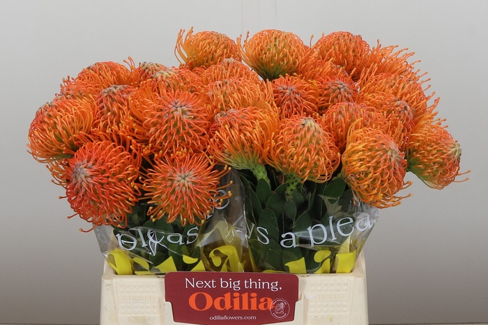 Nutans Ayoba Orange
