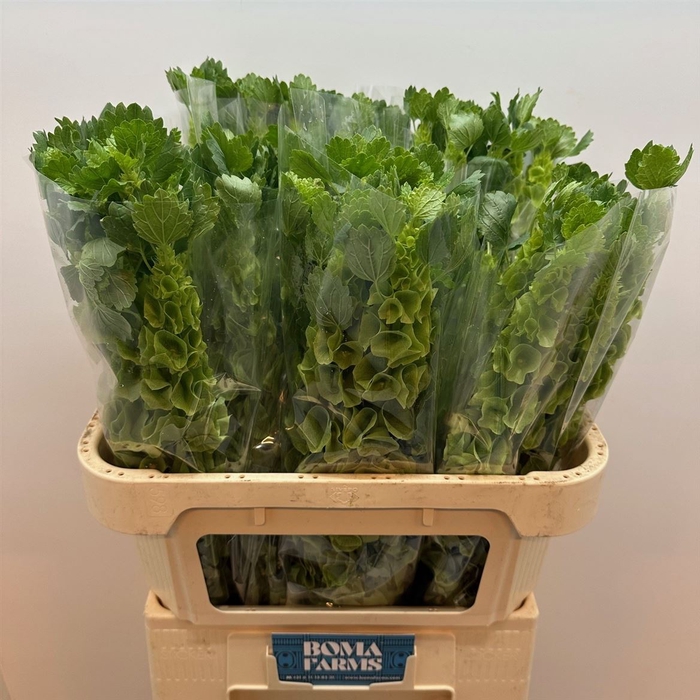 <h4>Moluccella Stuk</h4>