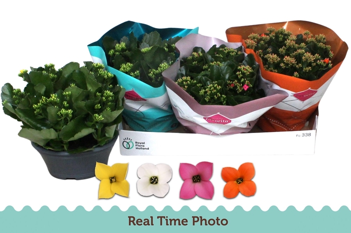 <h4>KAL EN GEM 4 KL</h4>