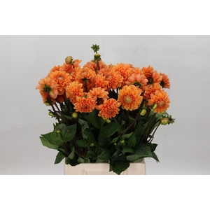 Dahlia Sylvia