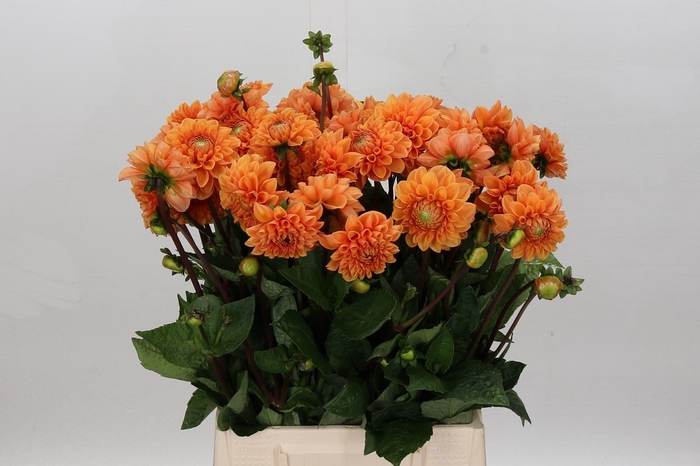 <h4>Dahlia Sylvia</h4>