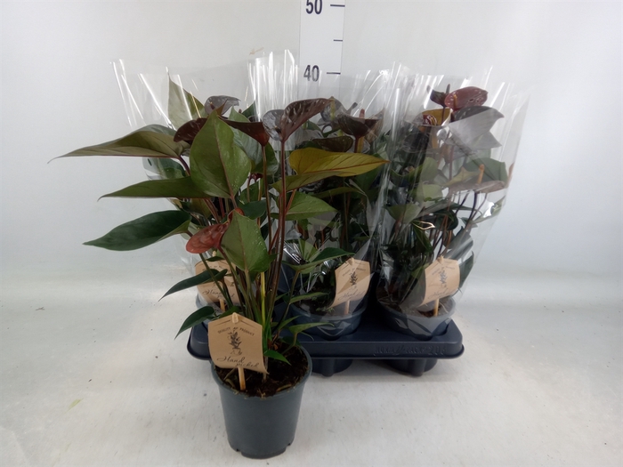 <h4>Anthurium  'Black Love'</h4>