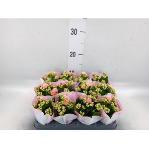 Kalanchoe ...mini